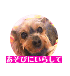 ヨーキーまみれ家①（個別スタンプ：21）