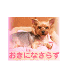 ヨーキーまみれ家①（個別スタンプ：22）