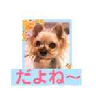 ヨーキーまみれ家①（個別スタンプ：23）