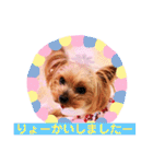 ヨーキーまみれ家①（個別スタンプ：24）