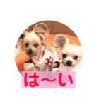 ヨーキーまみれ家①（個別スタンプ：25）