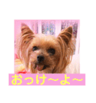 ヨーキーまみれ家①（個別スタンプ：26）
