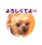ヨーキーまみれ家①（個別スタンプ：27）