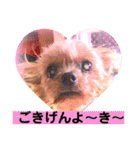 ヨーキーまみれ家①（個別スタンプ：28）