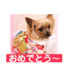 ヨーキーまみれ家①（個別スタンプ：31）