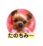 ヨーキーまみれ家①（個別スタンプ：32）