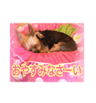 ヨーキーまみれ家①（個別スタンプ：33）