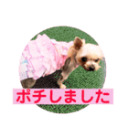 ヨーキーまみれ家①（個別スタンプ：35）
