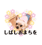 ヨーキーまみれ家①（個別スタンプ：36）