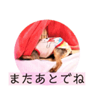 ヨーキーまみれ家①（個別スタンプ：37）
