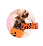 ヨーキーまみれ家①（個別スタンプ：39）