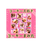ヨーキーまみれ家①（個別スタンプ：40）
