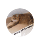 Dignity of cat(Chinchila Persian).（個別スタンプ：1）