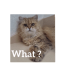 Dignity of cat(Chinchila Persian).（個別スタンプ：3）