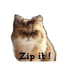 Dignity of cat(Chinchila Persian).（個別スタンプ：4）