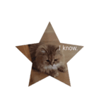 Dignity of cat(Chinchila Persian).（個別スタンプ：5）