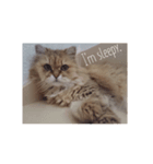 Dignity of cat(Chinchila Persian).（個別スタンプ：8）
