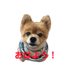 蘭丸ちゃん（個別スタンプ：1）