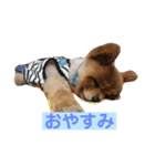 蘭丸ちゃん（個別スタンプ：2）