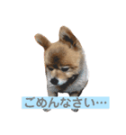 蘭丸ちゃん（個別スタンプ：3）