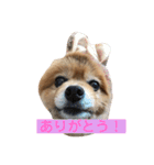 蘭丸ちゃん（個別スタンプ：4）