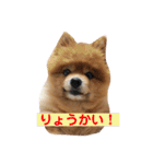 蘭丸ちゃん（個別スタンプ：5）