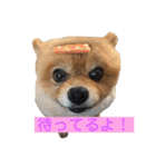 蘭丸ちゃん（個別スタンプ：7）