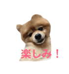 蘭丸ちゃん（個別スタンプ：9）
