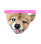 蘭丸ちゃん（個別スタンプ：10）