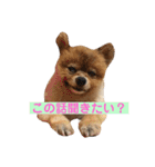 蘭丸ちゃん（個別スタンプ：14）
