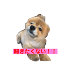 蘭丸ちゃん（個別スタンプ：18）