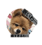 蘭丸ちゃん（個別スタンプ：19）
