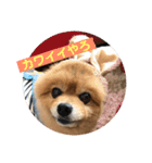 蘭丸ちゃん（個別スタンプ：21）