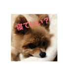 蘭丸ちゃん（個別スタンプ：24）