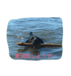 犬 柴犬ラブラドールレトリーバー（個別スタンプ：2）