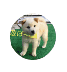 犬 柴犬ラブラドールレトリーバー（個別スタンプ：3）
