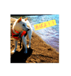 犬 柴犬ラブラドールレトリーバー（個別スタンプ：4）