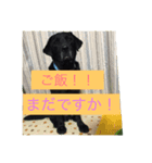 犬 柴犬ラブラドールレトリーバー（個別スタンプ：7）