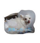 うちの子達のスタンプ（個別スタンプ：3）