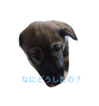 うちの子達のスタンプ（個別スタンプ：7）