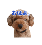 ぺろのちゃちゃまる（個別スタンプ：7）