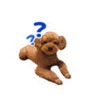 ぺろのちゃちゃまる（個別スタンプ：8）