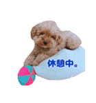 ぺろのちゃちゃまる（個別スタンプ：9）