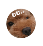 ぺろのちゃちゃまる（個別スタンプ：10）