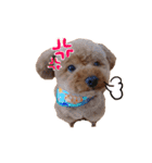 ぺろのちゃちゃまる（個別スタンプ：11）