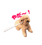ぺろのちゃちゃまる（個別スタンプ：12）