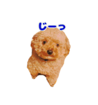 ぺろのちゃちゃまる（個別スタンプ：14）