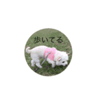 しぃちゃんたち（個別スタンプ：3）