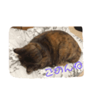 ちゃーさんの1日（個別スタンプ：1）