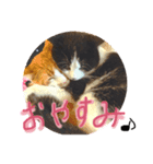 くーちゃんとちゃーちゃん（個別スタンプ：3）